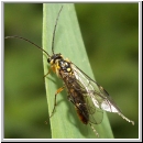 Tenthredopsis sordida - Blattwespe 02.jpg